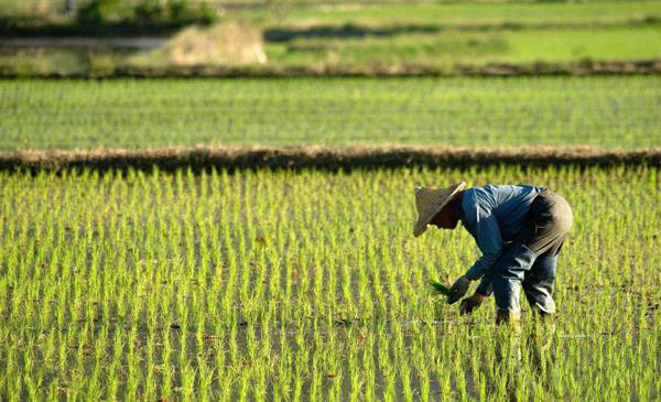 除草劑消泡劑應(yīng)用 除草劑消泡劑應(yīng)用